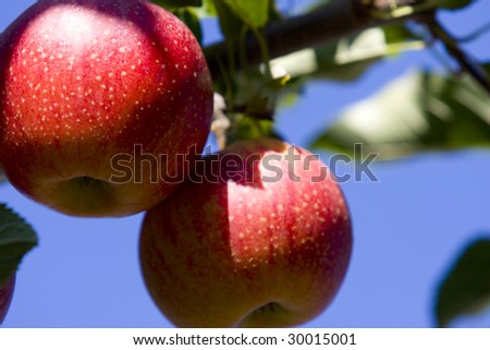 two apples on a tree with the one in the front in sharpest focus