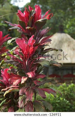 Bali Garden on Red Leafed Plant In Balinese Garden Stock Photo 126911   Shutterstock