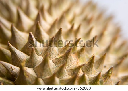 A close-up of the spiky exterior of the king of the fruits, the Durian