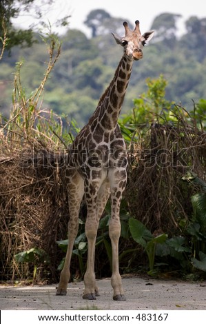 A baby giraffe stands tall