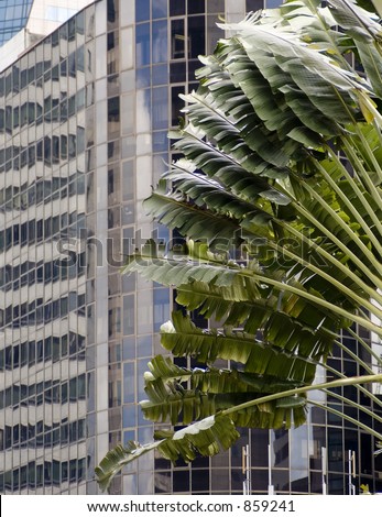 Large banana palms obscure some of Singapore\'s office buildings