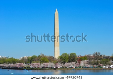 Washington Monument in Washington DC during cherry blossom season