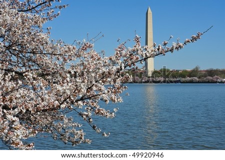 Washington Monument in Washington DC during cherry blossom season