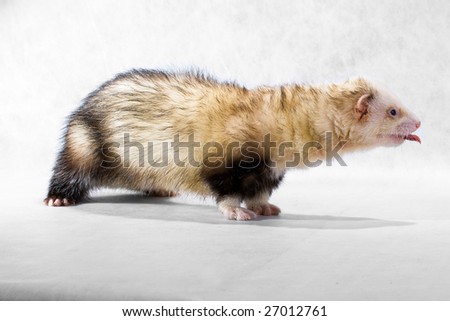 Pet polecat on a white non-woven material background with a protruding tongue
