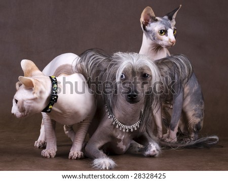 Chinese Crested Dog, Don Sphynx and Peterbald on brown non-woven background.