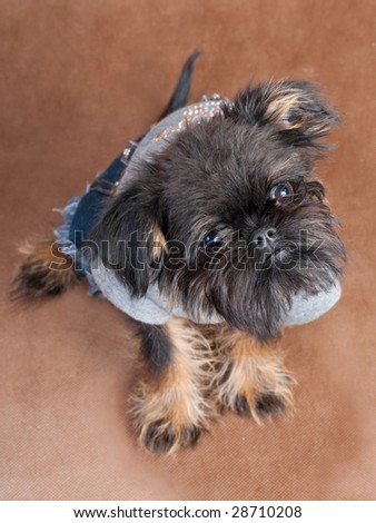 Three-month old puppy Griffon sitting on the brown non-woven background.