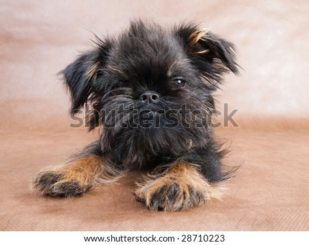 Three-month old puppy Griffon lying on the brown non-woven background.