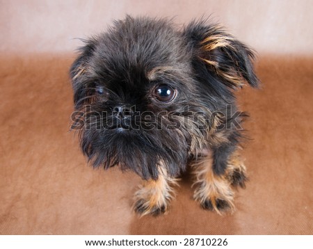 Head of three-month old puppy Griffon on the brown non-woven background