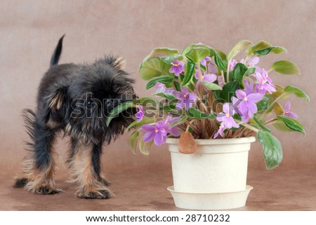 Three-month old puppy Griffon on the brown non-woven background, eating the violet.