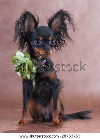Female of Moscow long-haired  toy terrier seating on brown non-woven background.