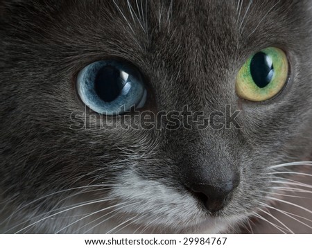 Close-up  different eyes cat to the topic of contact lenses or eye care