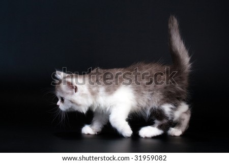 Scottish Straight breed kitten profile gait on black. No isolated.