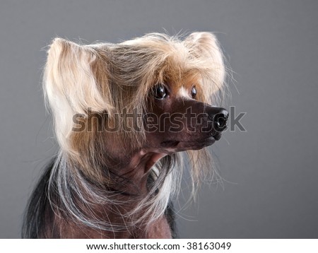 Closeup of Chinese Crested Dog male on grey background. No isolated.