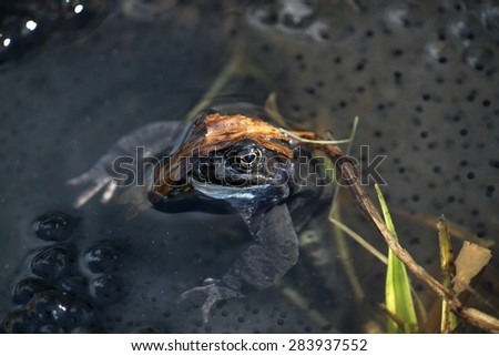 Brown frog and frog spawn (Rana temporaria) - Finland.