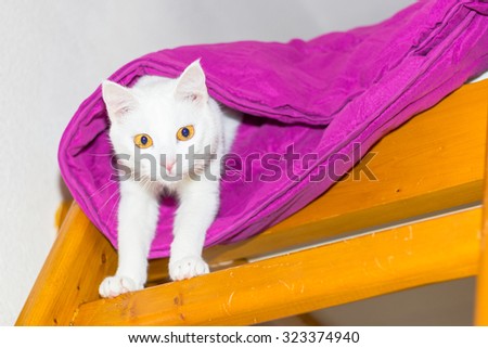 white cat hiding under the duvet