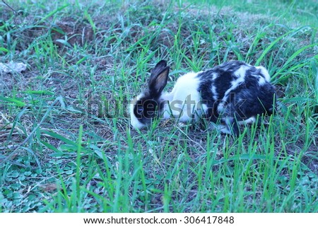 Black and white rabbit playing in the grass behind the house