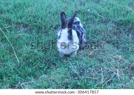 Black and white rabbit playing in the grass behind the house