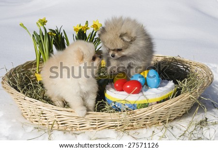 Easter, Easter egg, pomeranian, dogs, puppy