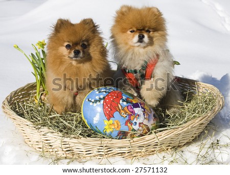Easter, Easter egg, pomeranian, dogs, puppy