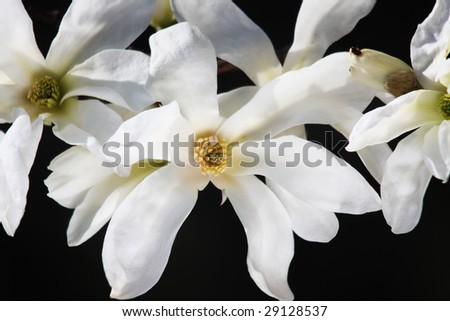 Snow Magnolia