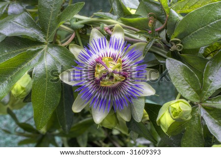 The passion flowers or passion vines (Passiflora) are a genus of about 500 species of flowering plants