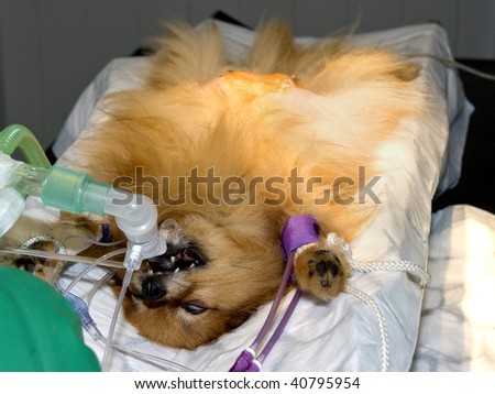 pomeranian anatomy pomeranian anatomy pomeranian anatomy pomeranian anatomy