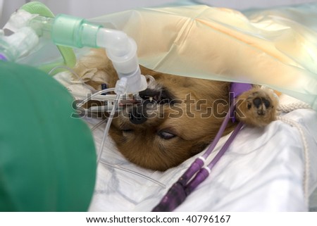 pomeranian anatomy pomeranian anatomy pomeranian anatomy pomeranian anatomy