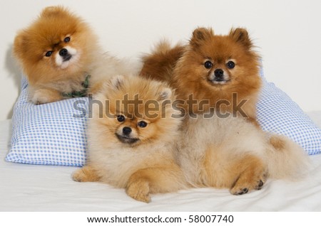 Pomeranian Spitz Dogs In A Family Group Shot Stock Photo 58007740 ...