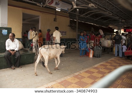 Cow and people at Indian train station - MAY 20th 2015; JEYPORE - INDIA