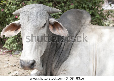 Cow resting on side of road