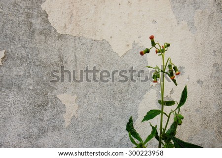 Grass flower and Wall