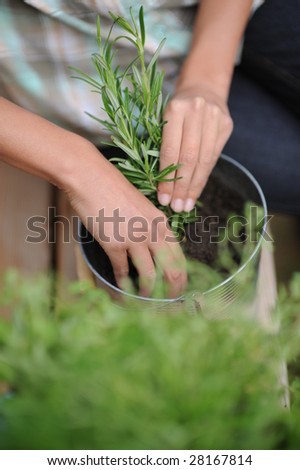 woman transplating plants