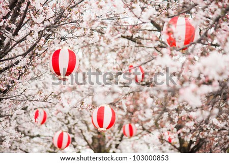 Cherry blossoms with Chinese lanterns in the trees