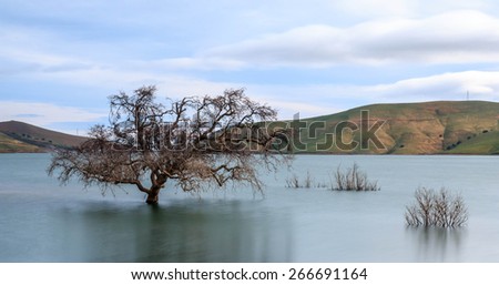 Tree submerged in a California lake