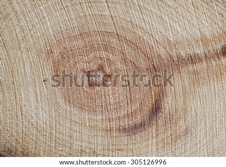 Old tree branch cut. Annual rings