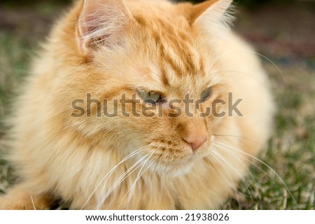 Longhaired Orange Cat Outside in Grass