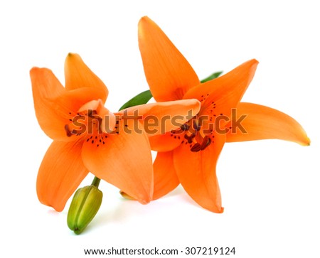 beautiful orange lily flower, isolated on white background
