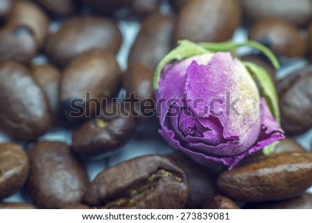 Good morning spirit. Coffee beans and tender rose close up, selective focus