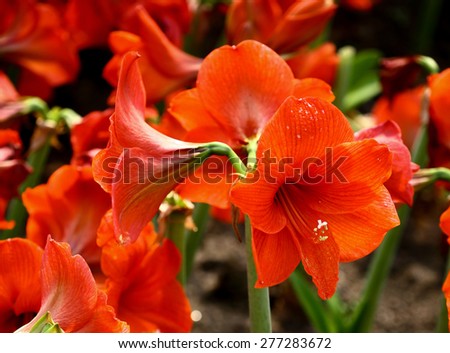 Amaryllis Flower Bulb,  Red  Flower