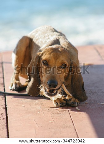 A quiet dog crunching a bone on the jetty by the sea, Rapallo (Genoa) Italy.