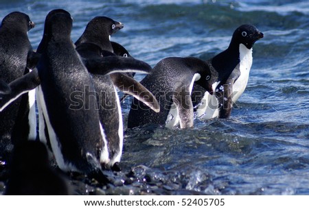 Adelie penguins, (Pygoscelis adeliae) jumping into the ocean, at Antarctica