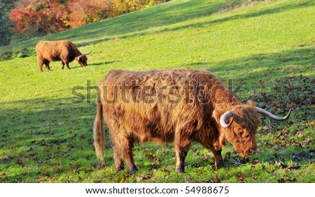 Two highland Cattle grazing in a field on a sunny day. Profile image.