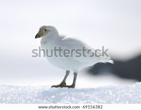 Snowy Sheathbill (Chionis alba) also known as a Pale-faced sheathbill or Paddy. Usually found at Antarctica.