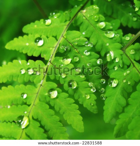 http://image.shutterstock.com/display_pic_with_logo/305989/305989,1229249127,3/stock-photo-water-droplets-on-fern-22831588.jpg