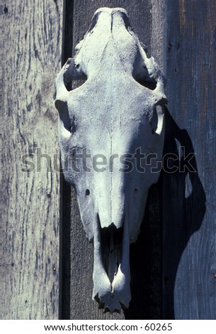 Cow skull on wall