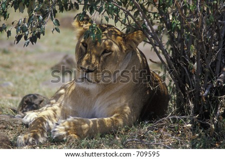 Young lion (Panthera leo) rests in shade of bush - Maasai Mara, Kenya