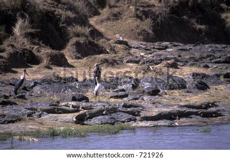 Crocodiles In River