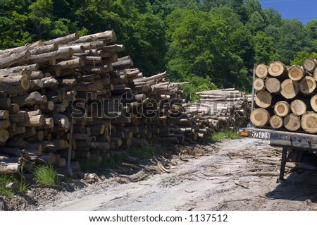 Cut Timber Piled For Pulpwood - Trailer Loaded With Logs - Washington 