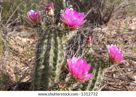 Cactus with pink flowers - Tucson Mountain Park - Tucson, Arizona