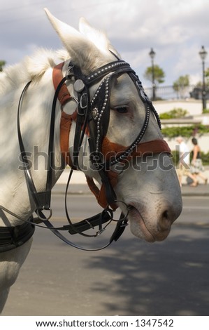 Carriage horse - Jackson Square - New Orleans, LA